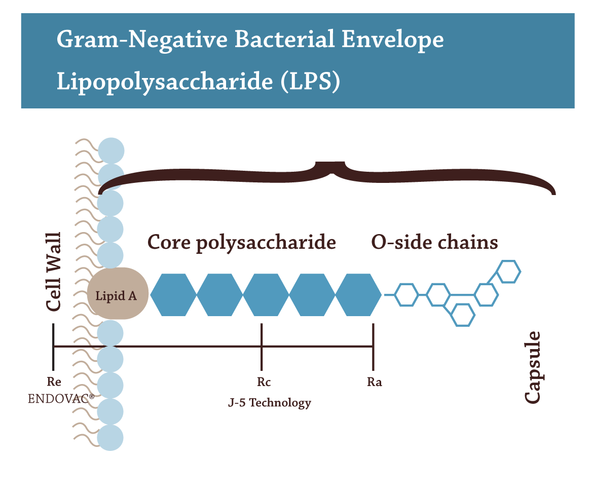 Gram Negative Bacterial