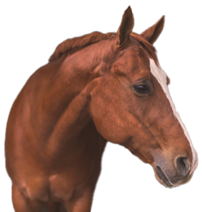 equine horse portrait shot