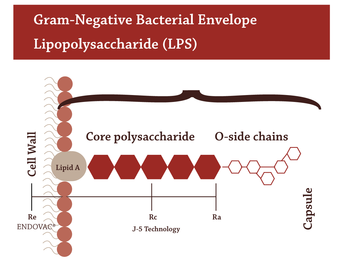 Gram-Negative-Bacterial-Envelope-Graph
