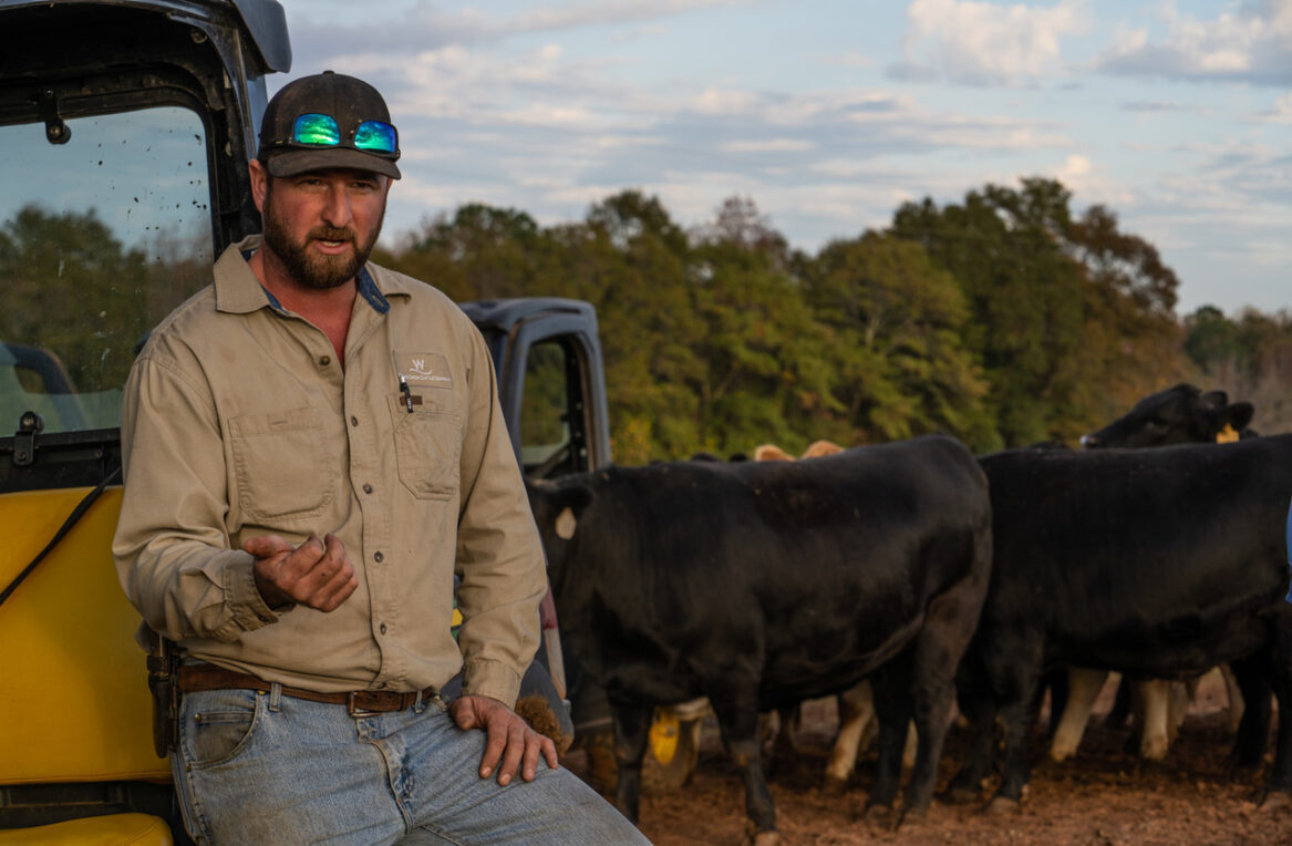 Clay Alexander at Weems Creek Cattle Company with cows