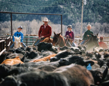 Midland Bull Test cattle and ranchers