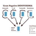 Gram Negative Endotoxemia