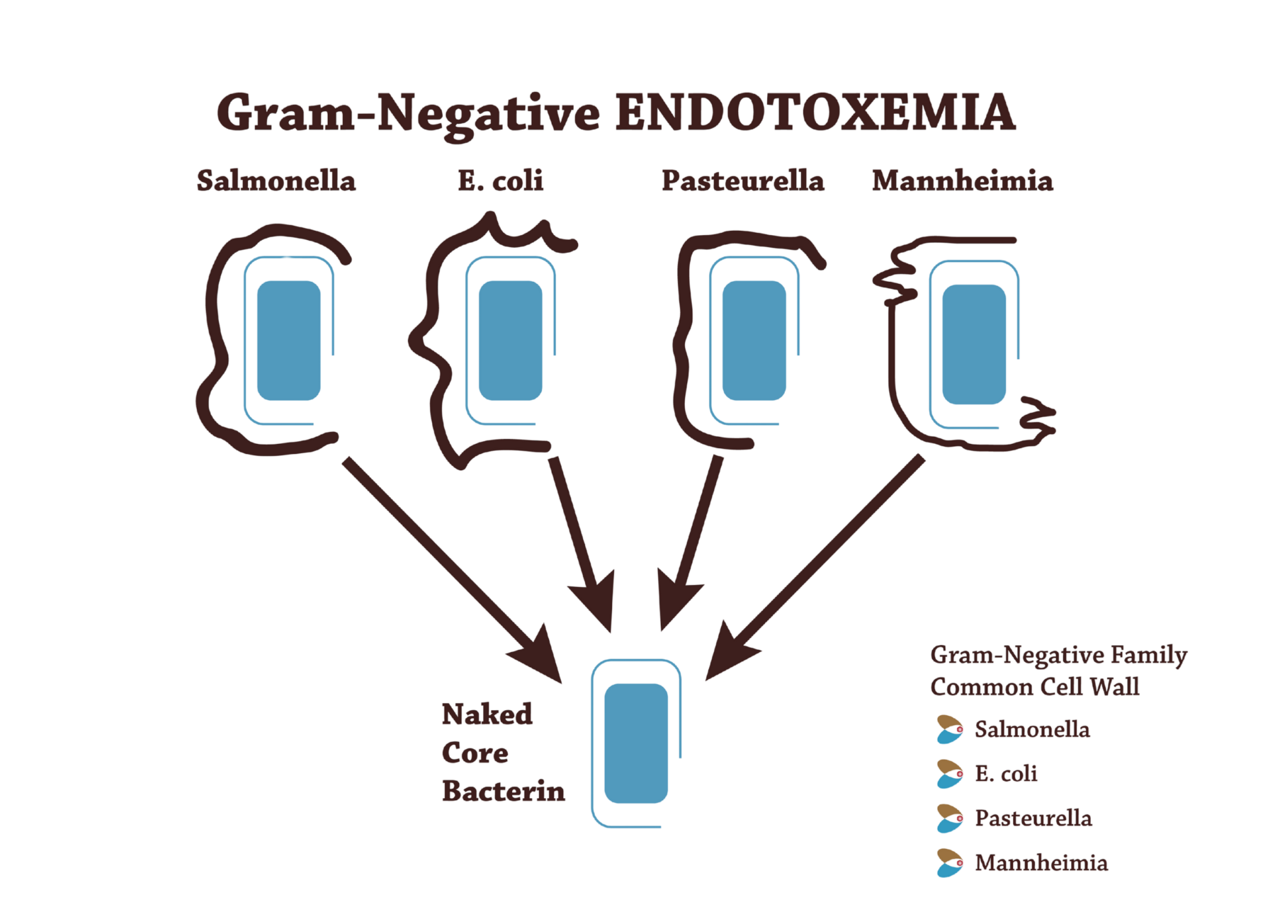 Gram Negative Endotoxemia