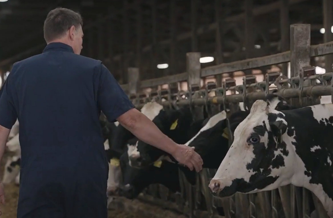 Tom Hintz, DVM, in cow barn at Country Hills Animal Health, Endovac-DAIRY WITH IMMUNE PLUS