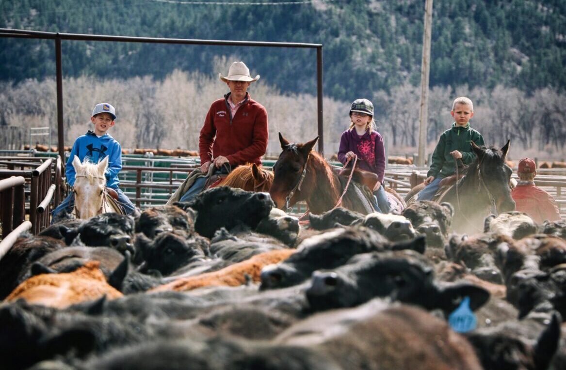 Midland Bull Test cattle